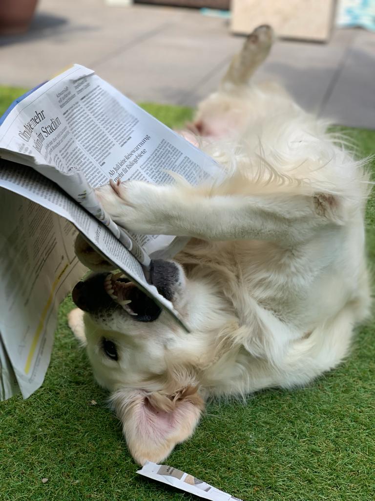 Toffee liest Zeitung